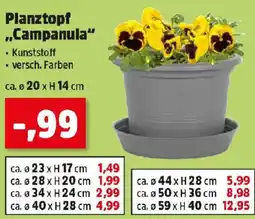 Thomas Philipps Planztopf Campanula Angebot