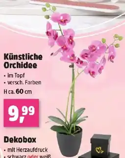 Thomas Philipps Künstliche Orchidee Angebot