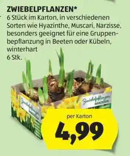 Hofer ZWIEBELPFLANZEN Angebot