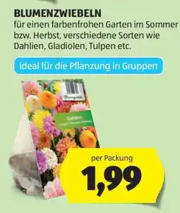 Hofer BLUMENZWIEBELN Angebot