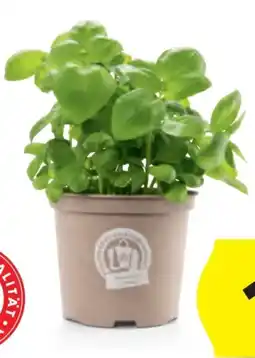 Hofer Zurück zum Ursprung Bio-Basilikum Angebot