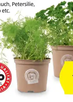 Hofer Zurück zum Ursprung Bio-Kräuter Angebot