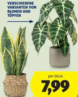 Hofer Home Creation Künstliche Topfpflanzen Angebot