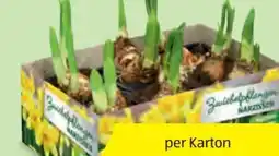 Hofer Zwiebelpflanzen-Mix Angebot