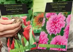 Hofer Exklusive Blumenzwiebeln Angebot