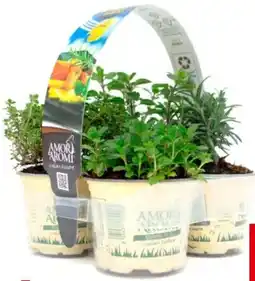 Interspar Kräuter-Tray Angebot