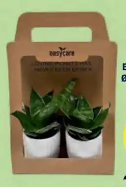 Hofer Easy-Care Grünpflanzen Angebot