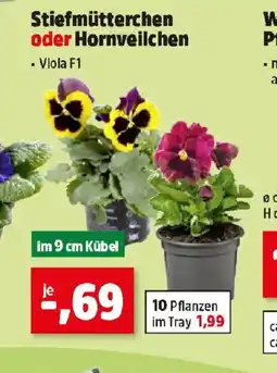 Thomas Philipps Stiefmütterchen oder Hornveilchen Angebot