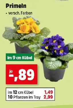 Thomas Philipps Primeln Angebot