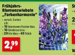 Thomas Philipps Frühjahrs- Blumenzwiebeln Farbenharmonie Angebot