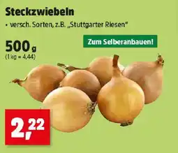Thomas Philipps Steckzwiebeln Angebot