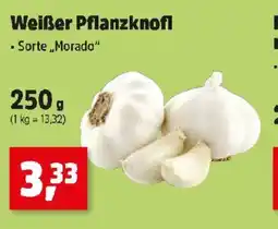 Thomas Philipps Weißer Pflanzknofl Angebot