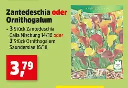 Thomas Philipps Zantedeschia oder Ornithogalum Angebot