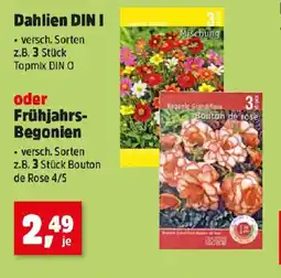 Thomas Philipps Dahlien oder Frühjahrs- Begonien Angebot
