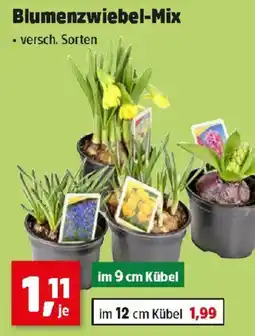 Thomas Philipps Blumenzwiebel-Mix Angebot