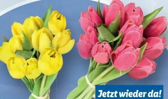 Lidl Tulpen Angebot