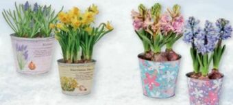 Lidl Blumenzwiebeln Angebot