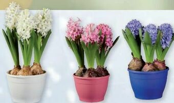 Lidl Hyazinthen Angebot