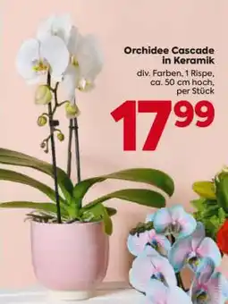 Billa Orchidee Cascade in Keramik Angebot