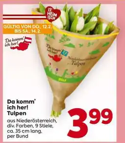 Billa Da komm’ ich her! Tulpen Angebot