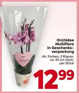 Billa Orchidee Multiflora in Geschenksverpackung Angebot