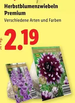 Lidl Herbstblumenzwiebeln Premium Angebot