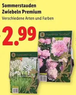 Lidl Sommerstauden Zwiebeln Premium Angebot
