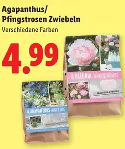 Lidl Agapanthus Pfingstrosen Zwiebeln Angebot