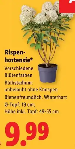 Lidl Rispen hortensie Angebot