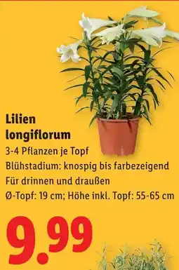 Lidl Lilien longiflorum Angebot