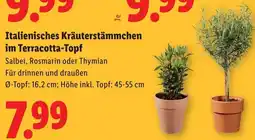 Lidl Italienisches Kräuterstämmchen im Terracotta Topf Angebot