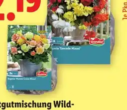 Lidl Grandiol Blumenzwiebeln Begonien Angebot