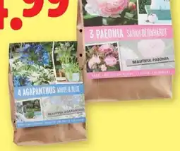 Lidl Agapanthus Zwiebeln Angebot