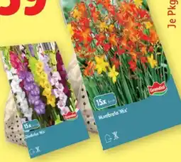Lidl Grandiol Herbstblumenzwiebeln Angebot