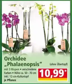 Norma Orchidee Phalaenopsis Angebot