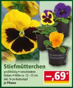 Norma Stiefmütterchen Angebot