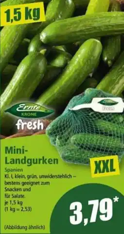 Norma Mini- Landgurken Angebot