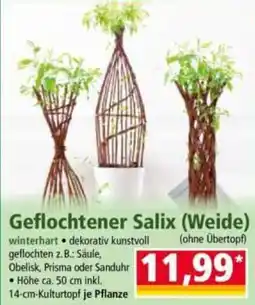Norma Geflochtener Salix Angebot