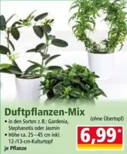Norma Duftpflanzen-Mix Angebot