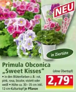 Norma Primula Obconica Sweet Kisses Angebot