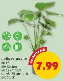 PENNY Grünpflanzen mix Angebot