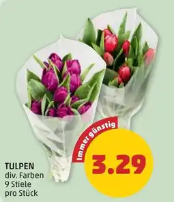 PENNY Tulpen Angebot