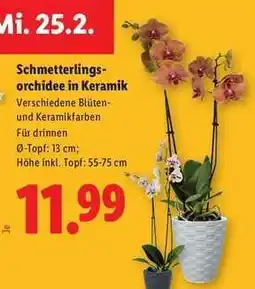 Lidl Schmetterlingsorchidee in Keramik Angebot