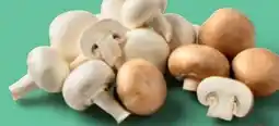 PENNY Champignons Angebot