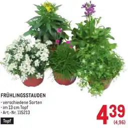 Metro Frühlingsstauden Angebot
