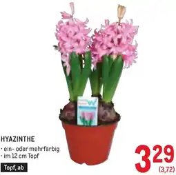 Metro Hyazinthe Angebot