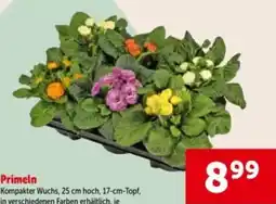 Interspar Primeln Angebot
