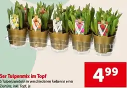 Interspar 5er Tulpenmix im Topf Angebot