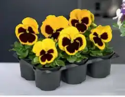 Hofer Violen Angebot