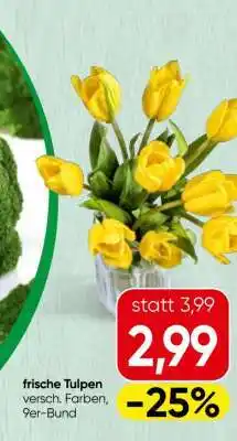Spar frische Tulpen Angebot